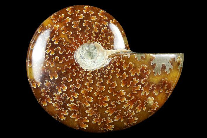 2 1/2 - 2 3/4" Polished Ammonite Fossils - Madagascar - Photo 1